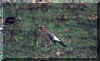 arr1001e.jpg (42757 bytes)
