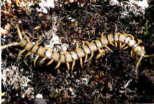 Escolopendra (122014 bytes)
