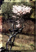 mar2002v.jpg (119642 bytes)